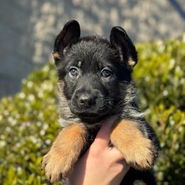 Galaxy - Yellow Collar - Black and red female German Shepherd puppy in Warwick, Rhode Island from Karma Kennels