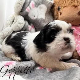 Geppetto - Black and tan male Shih Tzu puppy in Russellville, Kentucky from The Patriot Tzu
