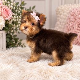 Yorkshire Terrier puppies from Bristy’s Pampered Pups