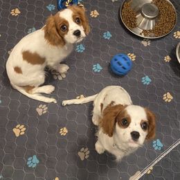 Cavalier King Charles Spaniel Puppies from Christina’s Cavaliers