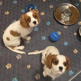 Cavalier King Charles Spaniel Puppies from Christina’s Cavaliers