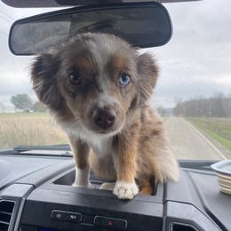 Dixie - Miniature Australian Shepherd