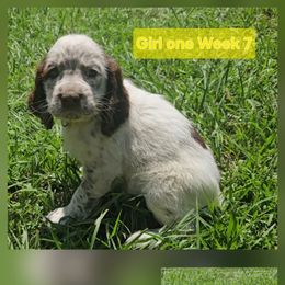 Girl 1 - Liver white and roan female English Springer Spaniel puppy in Lakeland, Georgia from A&N Hobby Farm