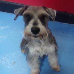 Nelson - Miniature Schnauzer