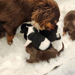 Dachshund Puppies from Snuggle Bunny Dachshunds