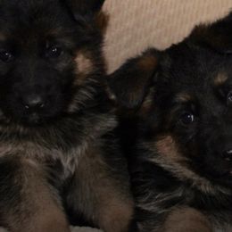 German Shepherds from Vom Wustegarten German Shepherds