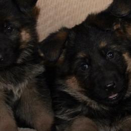 German Shepherds from Vom Wustegarten German Shepherds