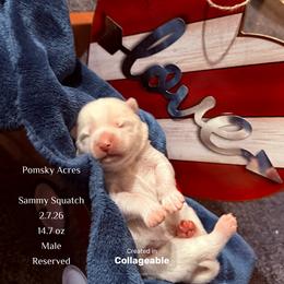 Sammy Squatch - White male Pomsky puppy in Fort Collins, Colorado from Pomsky Acres