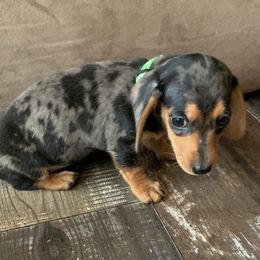 Dachshund Puppies from MJ Lil’ Cherokee Paws