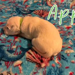 Dalmatian Puppies from 101 Dew Dream Valley Dalmatians