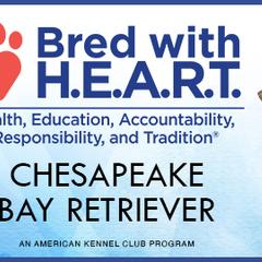 Chesapeake Bay Retriever All Grown Up from Shiloh Ridge Retrievers