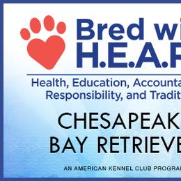 Chesapeake Bay Retriever All Grown Up from Shiloh Ridge Retrievers