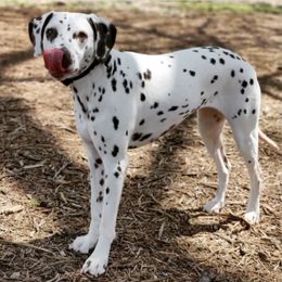 Joy - Dalmatian