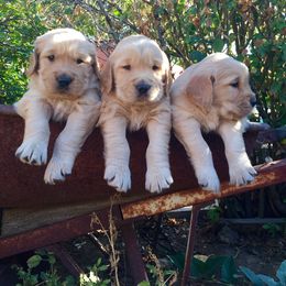 Golden Retriever and Labrador Retriever Puppies from Golden Hills Retrievers