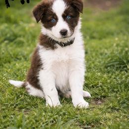 Manny - Red male Border Collie puppy in Sanger, California from Flying M Cactus Ranch Buddies