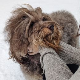 Aussiedoodles from Appleblossom Aussiedoodles