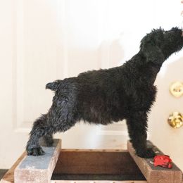 Dani - Giant Schnauzer puppy from Above Par Kennels