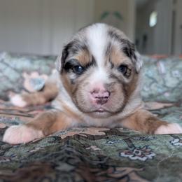 Snickers - Blue merle male Miniature Australian Shepherd puppy in Crockett, Texas from Pleasant Grove Aussies