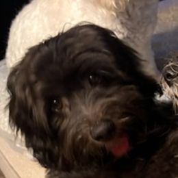 Faith - Coton de Tulear