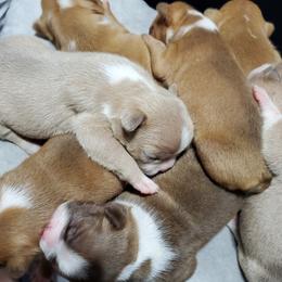 Boston Terrier Puppies from Twist of Faith Farms