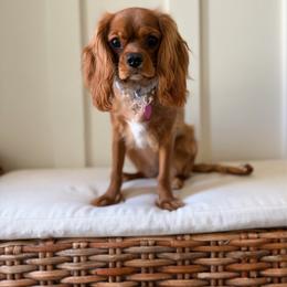 MAGGIE - Cavalier King Charles Spaniel