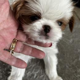 Japanese Chin Puppies from CindyLynnsChins