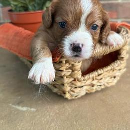 Ruby - Red female Cavapoo puppy in Brandenburg, Kentucky from Bluegrass River Newfoundlands