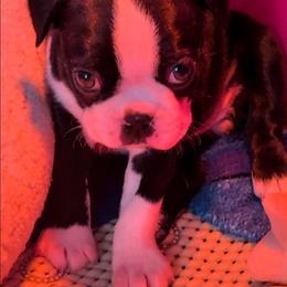 Tweety and Sylvester - Brindle and white female Boston Terrier puppy in Kansas City, Missouri from Boston's Boston Terriers AKC