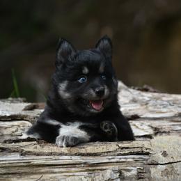 Oso - Tri-color male Pomsky puppy in Coos Bay, Oregon from Ocean View Pomskies