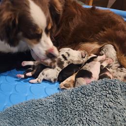 Tbd - Blue merle male Australian Shepherd puppy in Wauneta, Nebraska from 4H Aussies