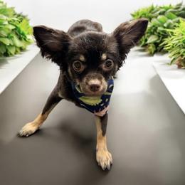 Brownie - Chihuahua