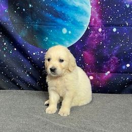 Lyra - Light golden female Golden Retriever puppy in Adair, Oklahoma from Rejoice Retrievers