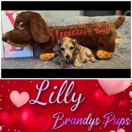 Dachshund Puppies from Brandys Pups