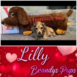 Dachshund Puppies from Brandys Pups
