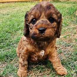 Zues - Merle male Cockapoo puppy in Indiahoma, Oklahoma from Phamily Doodles