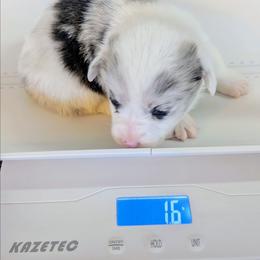 Maple - Sable merle and white female Cardigan Welsh Corgi puppy in Hotchkiss, Colorado from Bell S Ranch