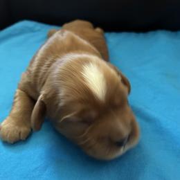 Mike - Ruby male Cavalier King Charles Spaniel puppy in Burke, New York from Patti’s Puppies