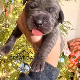 Martha May - Blue female Great Dane puppy in Sac City, Iowa from Northern Great Danes of Colorado & Iowa