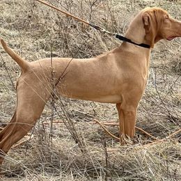 Vizsla puppies from Waymaker Vizslas