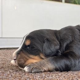 Cyrus - Black rust and white male Bernese Mountain Dog puppy in Stone Creek, Ohio from Highland Meadows
