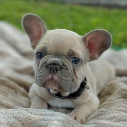 French Bulldog and Golden Retriever Puppies from Show me goldens and frenchies