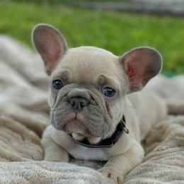 French Bulldog and Golden Retriever Puppies from Show me goldens and frenchies