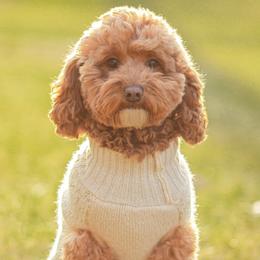 Gracie - Australian Labradoodle