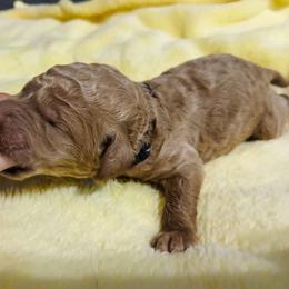 Black - Apricot female Poodle puppy in Big Rapids, Michigan from Meeker's Ridge Standard Poodles