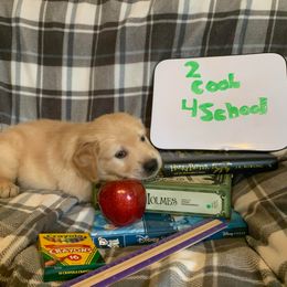 Golden Retriever Puppies from Sterling Run Retrievers