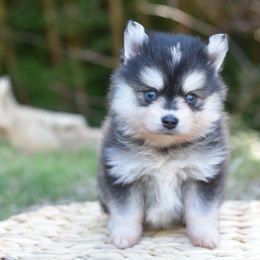 Waffles - Black and white female Pomsky puppy in Coos Bay, Oregon from Ocean View Pomskies