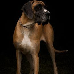 Odessa - Great Dane