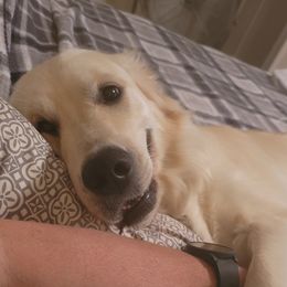 MiMi - Golden Retriever