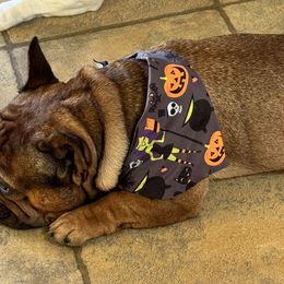 French Bulldogs and German Shepherds from Eden Shepherds