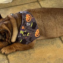 French Bulldogs and German Shepherds from Eden Shepherds